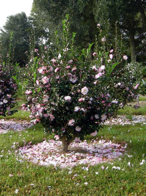 Winter Care Tips for Camellia sasanqua 'October Magic